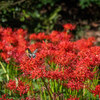 小石川植物園の彼岸花が見頃です！【2018年】