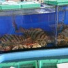 タカノハダイ(キコリ)の刺身を食べる  大村湾の魚