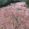 高見の郷　絶景しだれ桜が見頃に　奈良県吉野郡