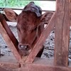 牛に牧草ではなく穀物飼料ばかり食べさせてかわいそうなどと