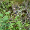 夏のアサギマダラ