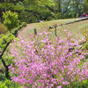 高尾山の花