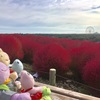 2018/10/24 ひたち海浜公園に秋を求めて(°∀°)