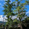 大入白山神社の銀杏の大木、伐採
