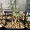 フォークイエリア・コルムナリス(Fouquieria columnaris seeding)実生記録①