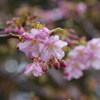 早くも河津桜が咲き始めました（前編）