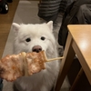 常連犬⁇