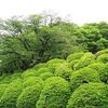 黄緑色の植え込み