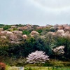 龍野公園の桜