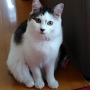 九十九のミニ四駆と八百万