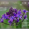 誕生花　３月１３日