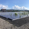 恒例、真夏の雑草との格闘