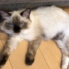 猫とまったり過ごす休日