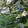 季節を彩る花