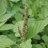 Amaranthus viridis　ホナガイヌビユ