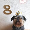 愛犬8才の誕生日