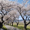 桜を楽しむ中山道ウォーキング　垂井ー関ヶ原