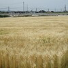 麦収穫間近２９