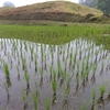 田植えが済んで