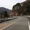 ミツバ岳にて三椏をめでる