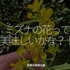2720食目「ミズナの花って美味しいかな？！」佐賀の実家の庭