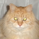 小さな野生王国