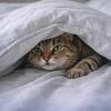 マリア・クルグロワ🐱夜の狂気の謎：なぜ飼い猫は夕暮れ時に壁を駆け回り、手を噛むのか