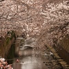 2022 雨が降る前に神田川 早稲田駅近くの桜でお花見