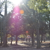 代々木公園。ほぼ無風、とてもいい天気。