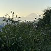 コセンダングサ越しの富士山