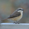 労働公園の野鳥を紹介（２０２０　０５１２）早朝探鳥その１