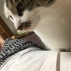 【毎月2日は次ニャン坊チビの月命日】R.I.P.チビ【18か月】