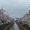 4月11日（金）長岡市、福島江と柿川、今朝白公園の桜三昧