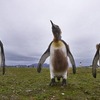 ロシアの写真家、ペンギン２０万羽の綿毛が抜け替わった場面をカメラに収めた