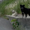 気になる野犬の群れ