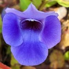 トレニアの花