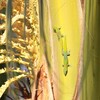ヒラオヒルヤモリ(Gold Dust Day Gecko)