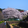 桜が散り始めた木曜日。