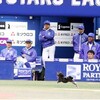 横浜の珍事：猫で虎が勝つ。