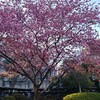 東京のコロナ316人。河津桜満開。