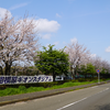 ギオンス前の桜並木2025（相模原市南区下溝）