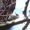 多摩川で、野鳥探し（幸せ探し）　～からの絶景！