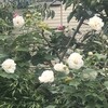 芙蓉