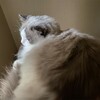 ふくちゃんが珍しく朝寝坊したこと