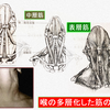 表層から中層、深層へと多層化した筋は、順繰りにリリースするのが基本。