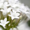 あの日見た花の名前を