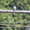 飛翔に特化した幸せの鳥 - ツバメ