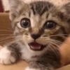 保護した子猫をどうするか･･･先輩猫が我が子のように可愛がった結果･･･（動画あり）