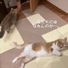 雨田甘夏、旧友です。【猫とうっかりと鼻チュー事情】