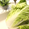 🌸大きい白菜🌸